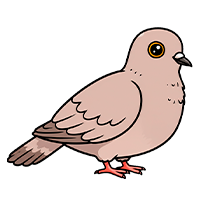 Alimentación para Aves