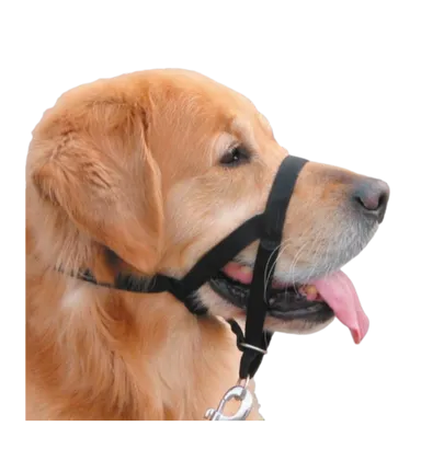 EASY LEADER CANNY XL